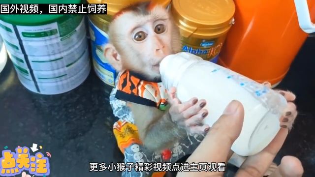 小猴子太懂事了,爸爸不仅给买昂贵的草莓还给买心仪的奶瓶##万物皆有灵性#中视频伙伴计划