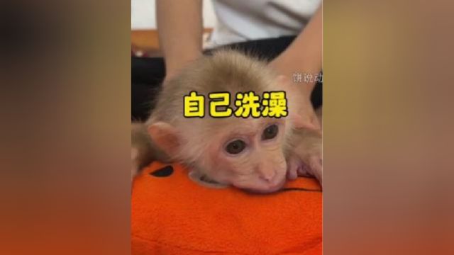 当小猴子拥有了人类思维会怎么样呢?