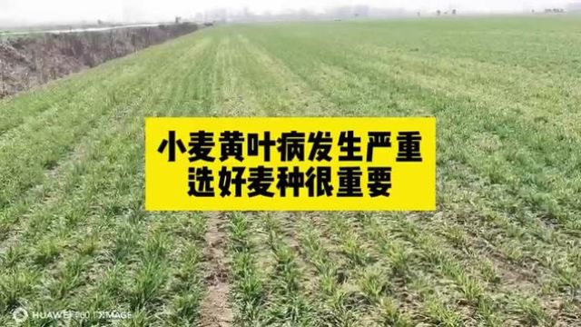 #分享农业知识帮农民增产增收 #农业人话农业 #小麦种植管理技术