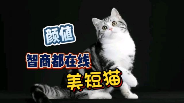 颜值和智商都在线的美短猫,非常适合新手饲养