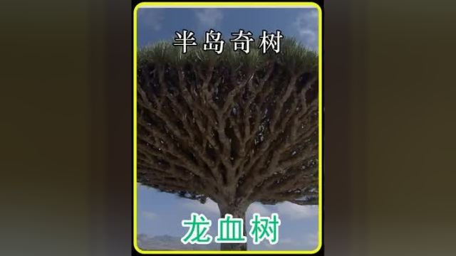 流血的植物龙血树#大自然 #龙血树 #沙漠玫瑰 #灯台花