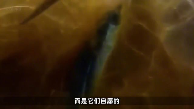 飞鱼海洋生物海洋