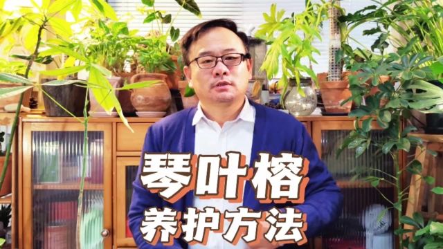 琴叶榕的养护方法:做好6件事,枝多叶大,叶片亮绿