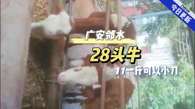 广安邻水大小28头放山牛准备清栏,11一斤可以小刀,可育肥可繁殖