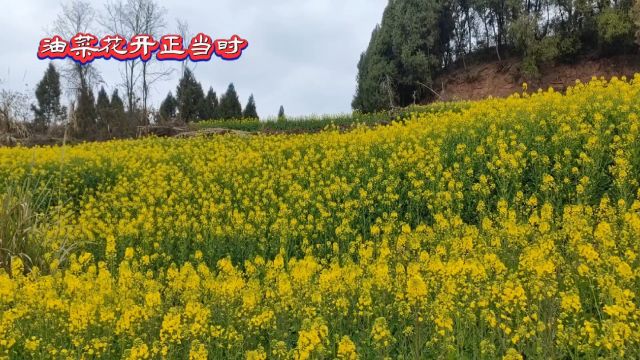 春暖花开正当时(四川)