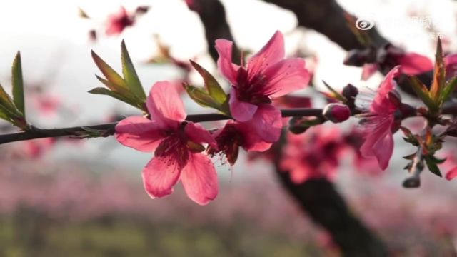 温度记|本周广东气温↗↘↗,部分市县或有回南天