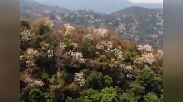 云南思茅:数万亩白花羊蹄甲盛开,生态美景促增收