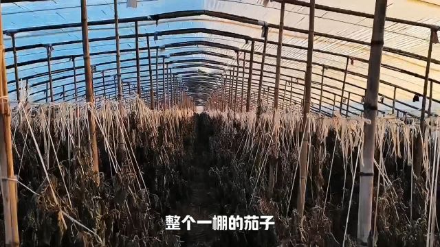 降温之前没做好保温措施,大棚茄子变霜打的茄子,全部报废