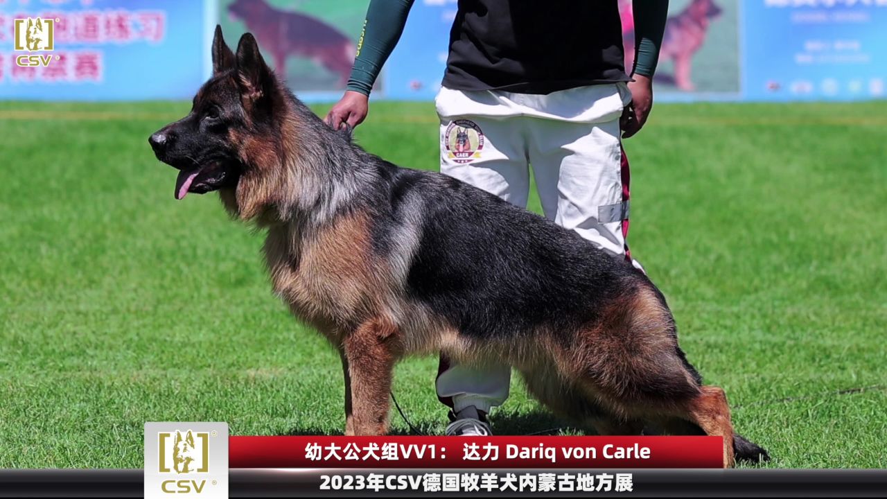 2023年csv德国牧羊犬内蒙古地方展幼大公犬组vv1犬只讲评