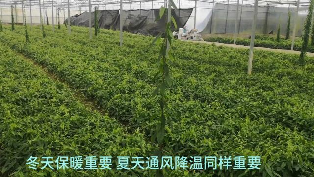 科学种植药材,责任心是基础,种苗是基石,技术是关键