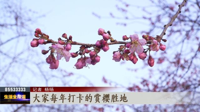 2024年东湖樱花节开幕!梅樱同赏遇佳期