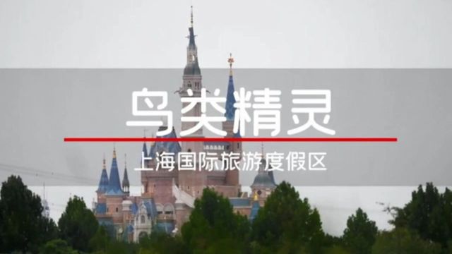 【乐游】春天渐近,来国际旅游度假区观鸟啦!