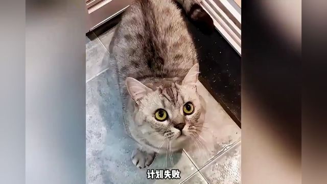 宠物解说:一只偷看主人洗澡的小色猫