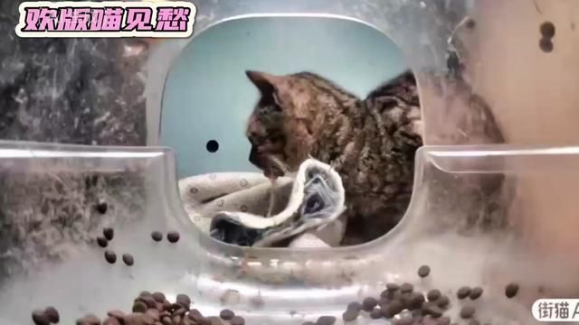 #街猫 #喂猫日记 #我和流浪猫的故事 #干饭最积极的小猫