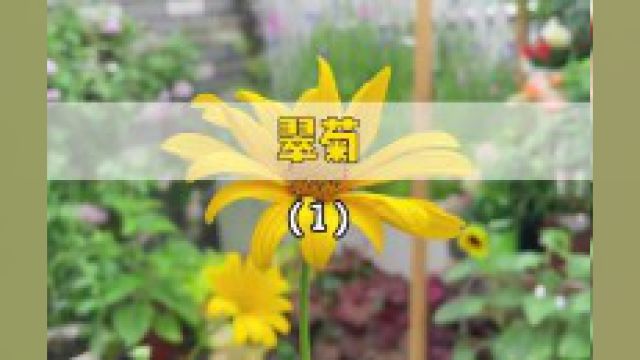 第一次种翠菊,献丑了 #翠菊 #种花