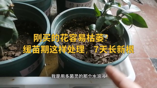 刚买的花容易枯萎?缓苗期这样处理,7天长新根