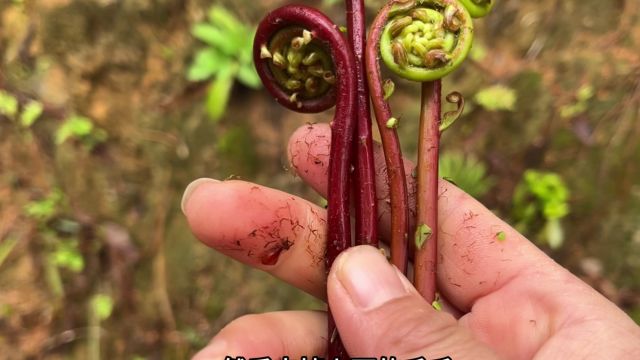 山野菜极品“乌毛蕨”,竟是酸性土壤指示植物,别说不了解