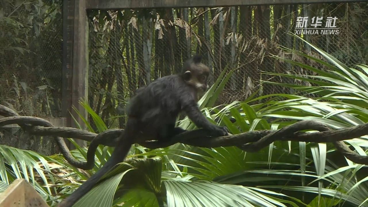 春日里来长隆野生动物世界看黑叶猴