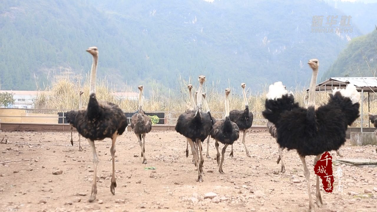 千城百县看中国丨湖北巴东:鸵鸟养殖拓宽致富路