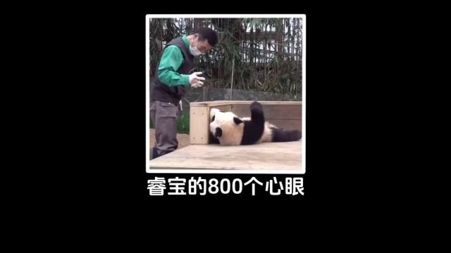 睿宝的800个心眼~