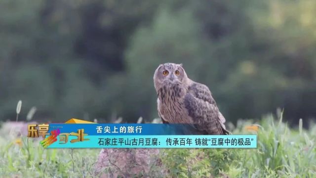 舌尖上的旅行|石家庄平山古月豆腐:传承百年 铸就“豆腐中的极品”