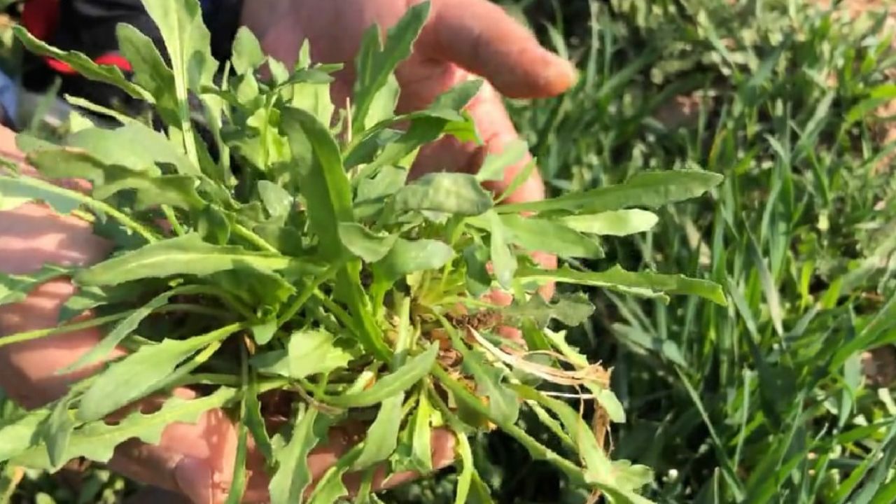 麦田里的美味野菜红花荠菜,包饺子味道一绝,吃过的人忘不了
