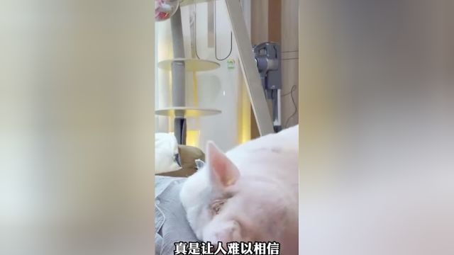 一只让人好生羡慕的老猪