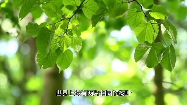 世界上没有两片相同的树叶,你再不堪,再平凡,也是独一无二,无须自轻自贱.