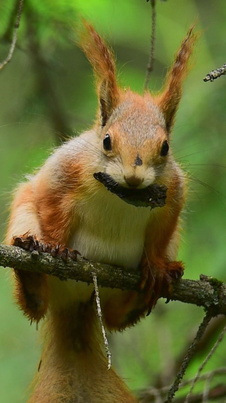 瞧这只小松鼠,高高的坐在树枝上,嘴里叼着什么东西?