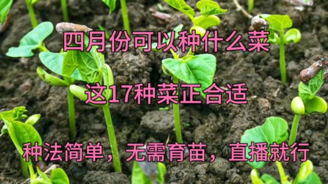 四月份可以种什么菜?这17种菜正合适,无需育苗,直接播种就行