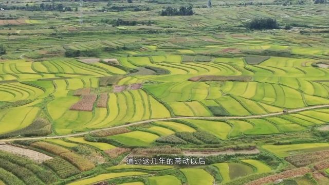 春耕备耕、农村人居环境整治、绿色食品牌打造...州农业农村局上线《政风行风热线》