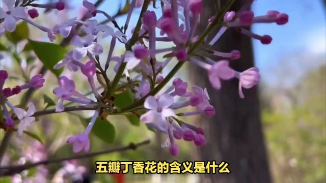 五瓣丁香花的含义是什么?