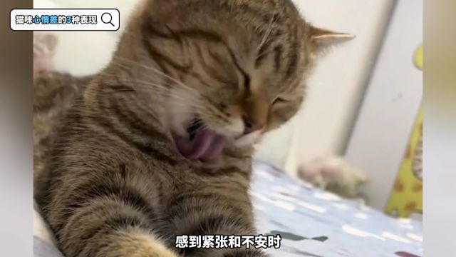 猫咪心情差的3种表现