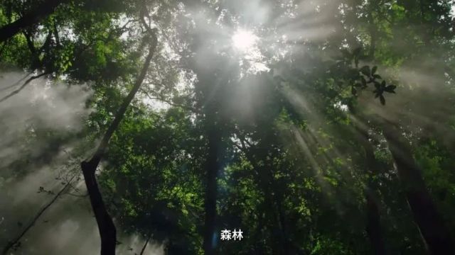 【森林防火宣传】森林防火护青山 文明踏青驻美景!