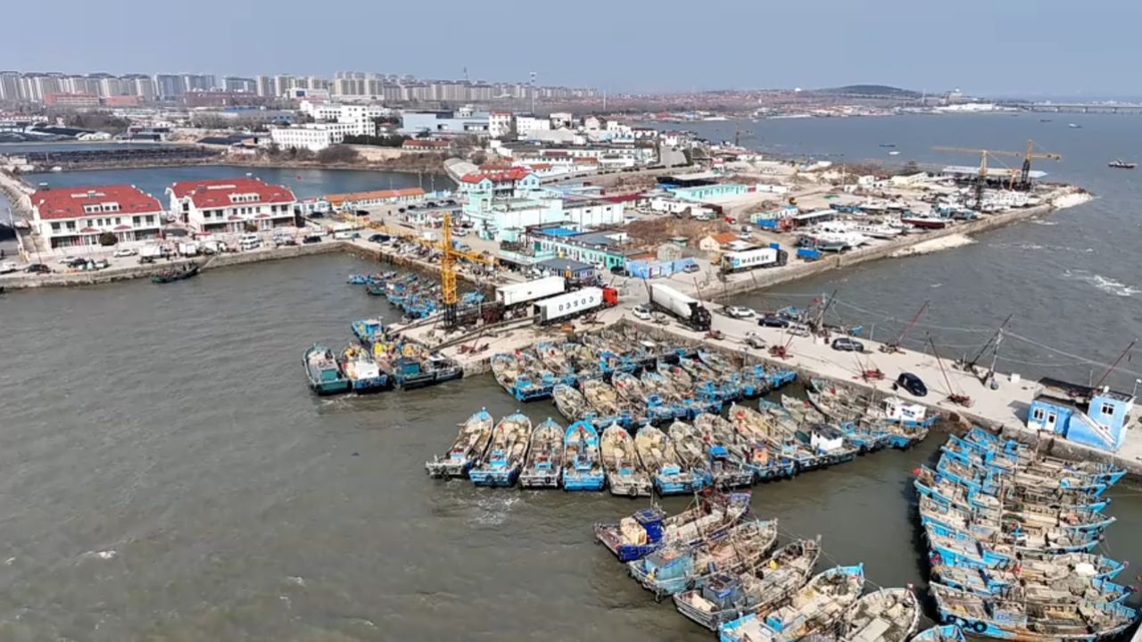 青岛市红岛渔港码头:蛤蜊"春耕"忙