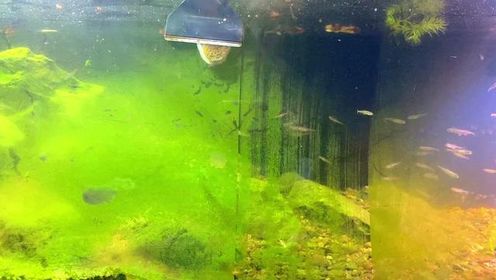 如何清除鱼缸壁上的藻类，经济实惠就数刮澡刀了#清水绿苔 #褐藻怎么除 #绿藻缸