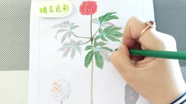 中国画中草药三七第1节白描彩铅绘画视频教学教程