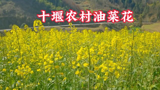 金黄色的油菜花成了十堰农村春天最靓丽的风景线,还是农民的希望