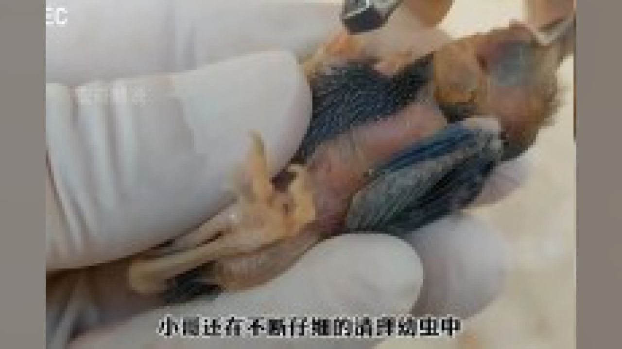 可怜的小鸟出生没几天就被马蝇幼虫寄生了全身,马蝇幼虫太可恶了神奇