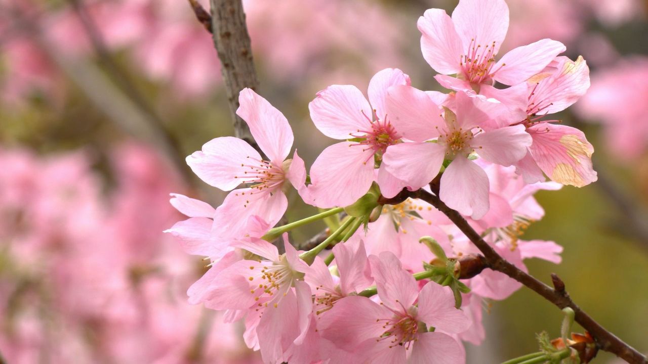 肇庆七星岩景区"广州樱"盛开,"粉色花海"宛如童话世界