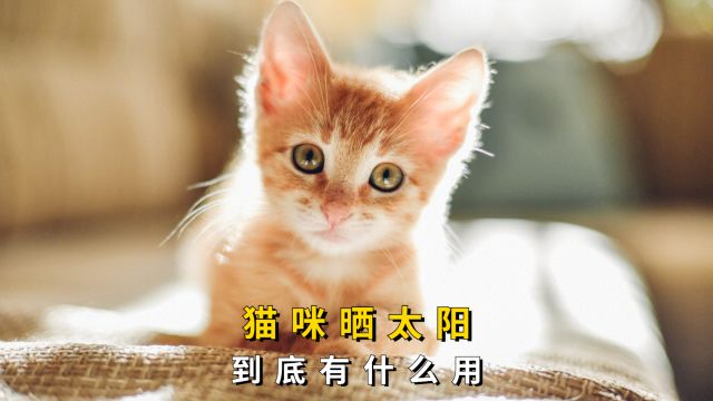 猫咪晒太阳,到底有什么用?