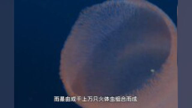 深海生物的奇特罕见物体,海蟑螂.让我们一探究竟,