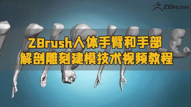 ZBrush人体手臂和手部解剖雕刻建模技术视频教程 RRCG