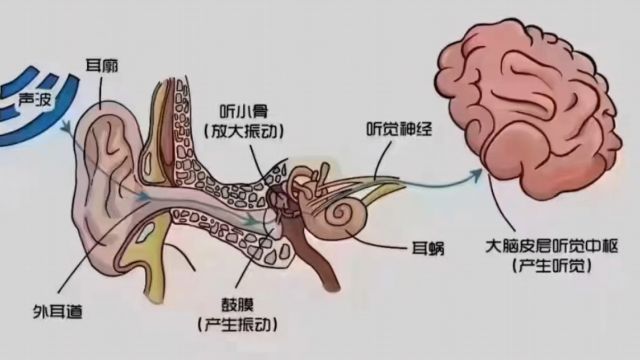 保护小耳朵