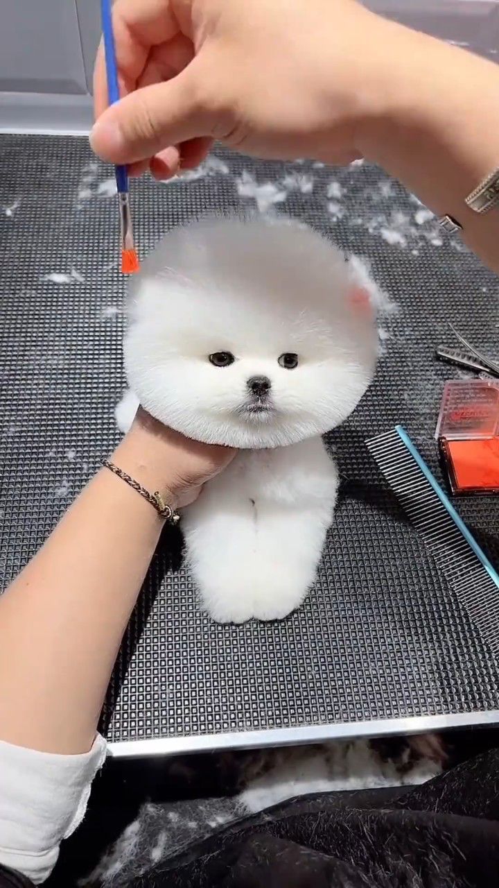 小动物们能有多治愈 #萌宠日常记录 #茶杯犬 #小体