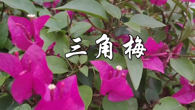 中草药——三角梅