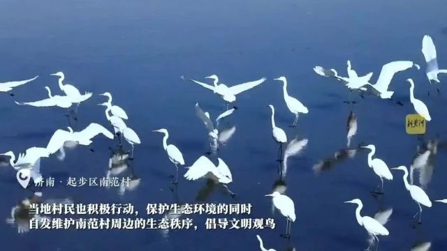 黄河流域生态保护和高质量发展 | 我的黄河故事:家里有个天鹅湖