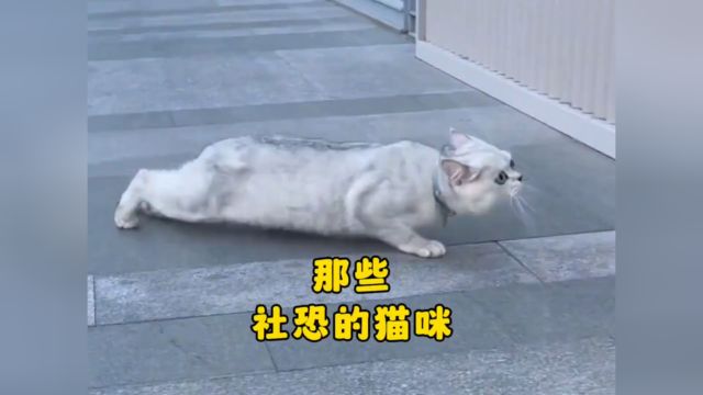 那些社恐的猫咪,来看看哪个最怂?#萌宠 #宠物 #搞笑 #猫咪的迷惑行为