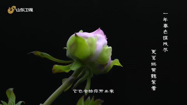 迎接四月花神牡丹花