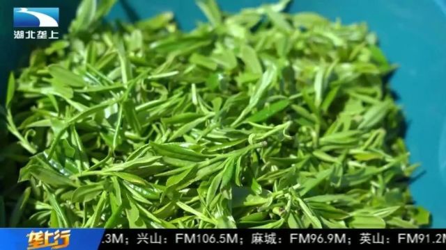 “大悟茶”四登湖北台!快来大悟喝茶啦~